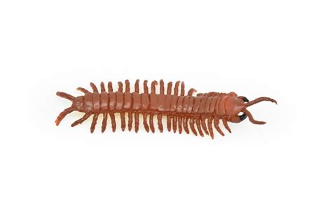 Centipede Giant Red Rubber Toy Insect Realistic Figure Model