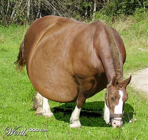 Obese Horse Worth1000 Contests