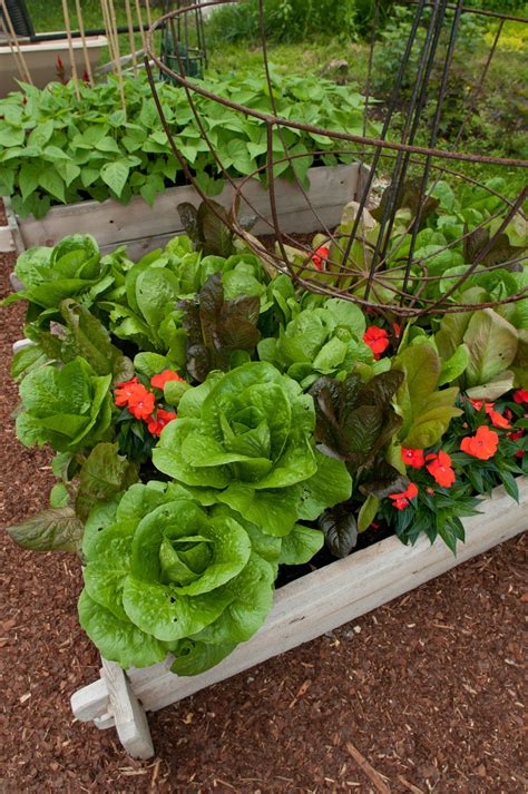 You name it, i've got an old wooden box that could hold it. A Salad Lover's Garden - Ellen Ecker Ogden