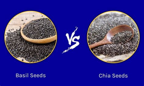 Basil Seeds Vs Chia Seeds Whats The Difference A Z Animals