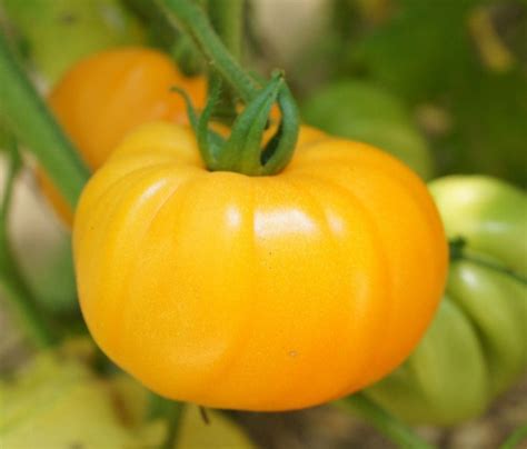 Orange Minsk Tomato A Comprehensive Guide World Tomato Society