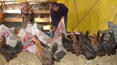 Bilecik haberleri Bilecikte gözü gibi baktığı tavukları köpekler