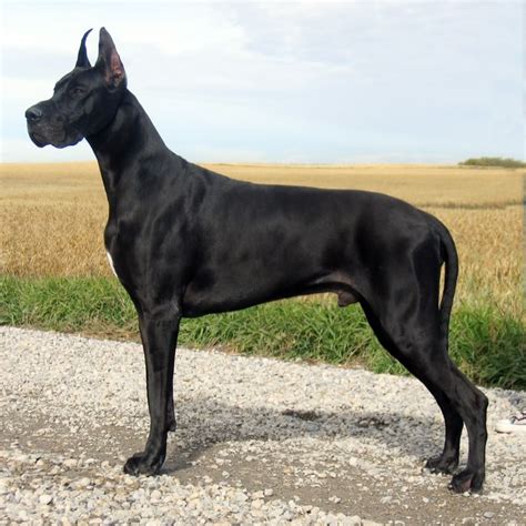 Protective Dog Breeds The Great Dane Cc Protection Dogs