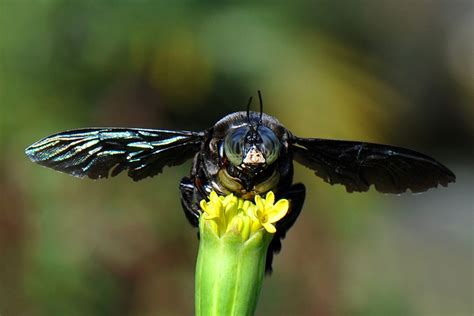 A Black Fly Sitting On Top Of A Yellow Flower