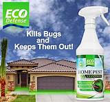 Pest Control For Spiders In A Home Pictures