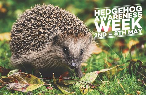 Hedgehog Awareness Week Runs From 2nd 8th May This Year And It Aims