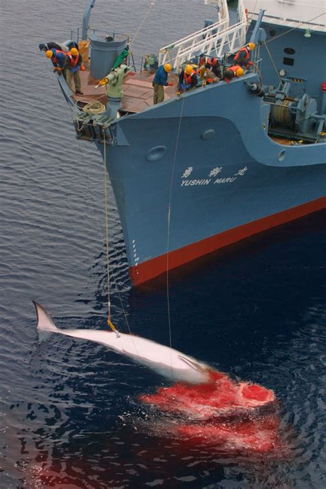 Japan Defies Global Opinion With Plans For A New Whaling ‘mothership Eia