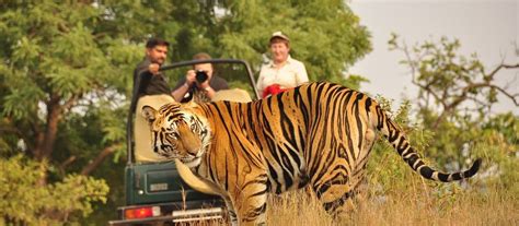 Bandhavgarh Tour Package At Rs 1100 Person Leisure Holiday Packages