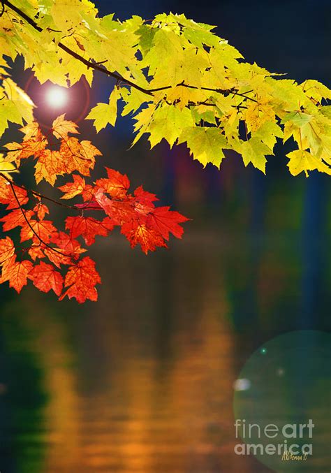 Maple Leaves Over Lake Susan Photograph By Anne Kitzman Fine Art America