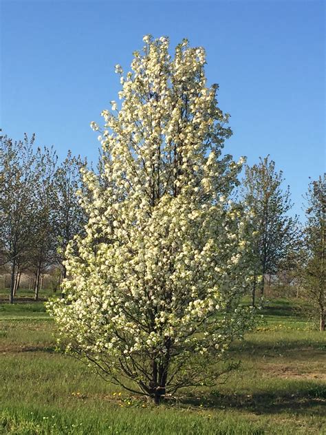Alder is ideal for damper soils. 6 ' Cleveland Select from Instant Shade The Cleveland Pear ...