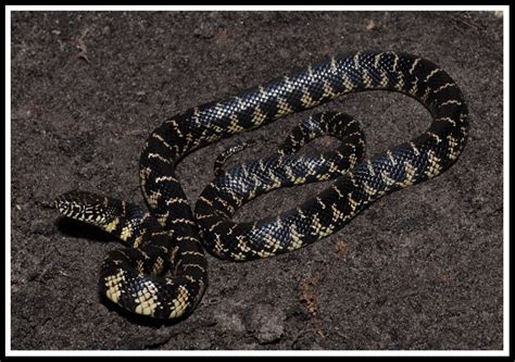 Kingsnakes Of Florida Florida Backyard Snakes