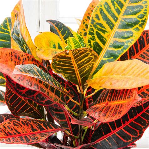 Spring Hill Nurseries Petra Croton Live Potted Tropical Plant In 4 In