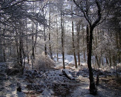 Free Images Tree Nature Forest Outdoor Wilderness Branch Snow 16e