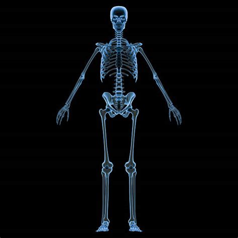 X Ray Full Body Stock Photos Pictures And Royalty Free Images Istock