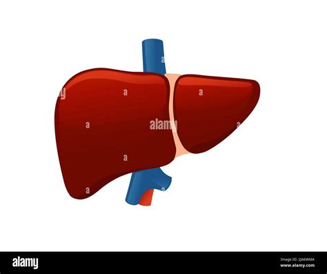 Human Liver Cartoon Design Human Anatomy Organ Vector Illustration On