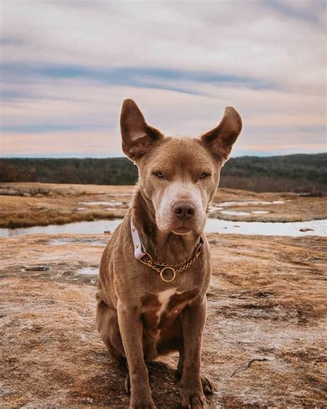 The terriers and bull baiting dogs were bred by breeders in scotland, ireland, and england somewhere during 19th century. Golden Retriever Pitbull Mix - What you need to know - K9 Web