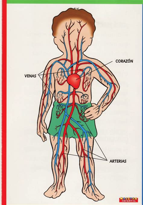 Lamina Del Sistema Circulatorio Y Excretor Cuerpo Humano Cuerpo