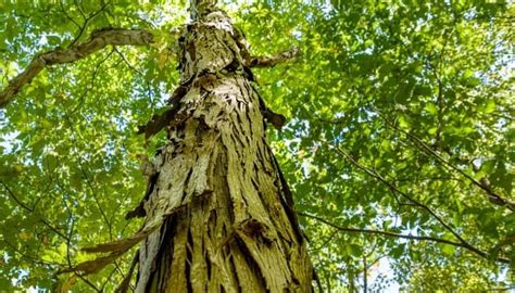 Trees With Shaggy Bark 12 Examples And Identification Guide