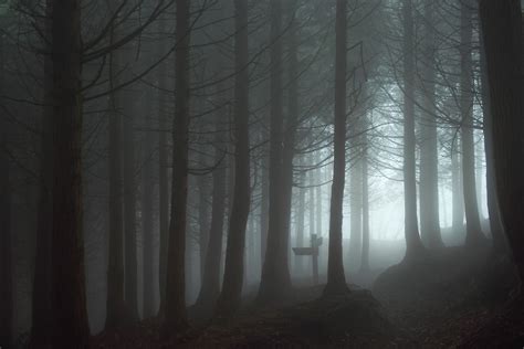 Eerie Forest Forest Mist Spooky Hd Wallpaper Wallpaper Flare