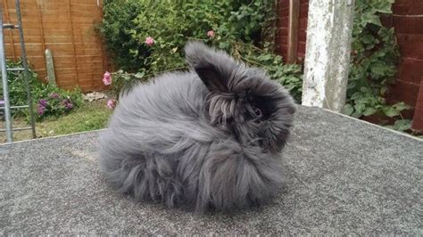 Angora Rabbits English For Sale In Bridgwater Somerset Preloved