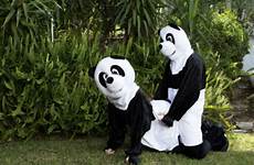donates pandas
