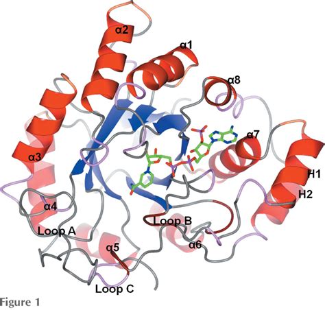 Figure 1 From Structures Of Complexes Of Type 5 17β Hydroxysteroid