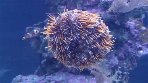 Морской еж. Sea urchin. - YouTube