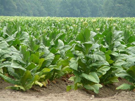 Tabákový Growing Pěstováním to začíná Gentlemania cz