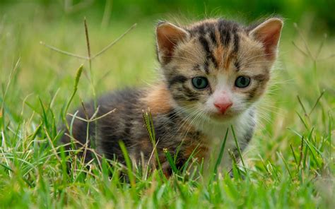 Download Wallpapers Little Kitten In The Grass Cute Little Cats