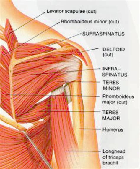 Diagram Of Shoulder Muscles Anatomy Lesson Neck Musculature