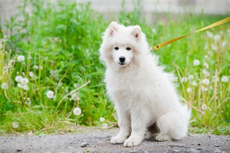 Happy Samoyed Dog White And Fluffy Out For A Walk Stock Image Image