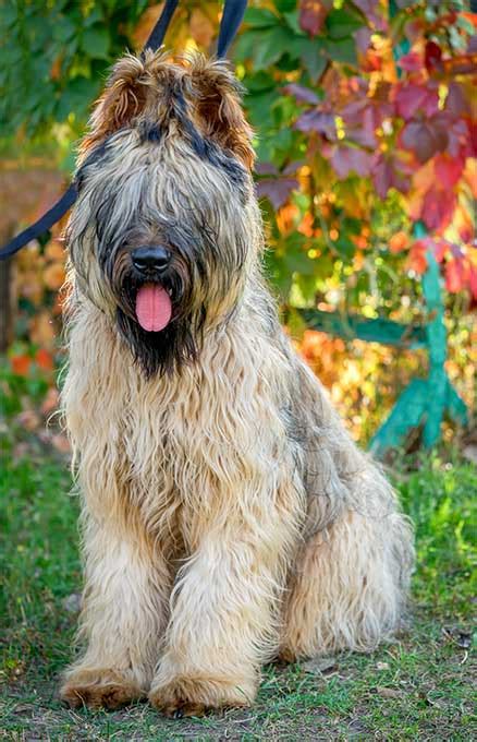 Briard Dog Breed Information Pictures Characteristics
