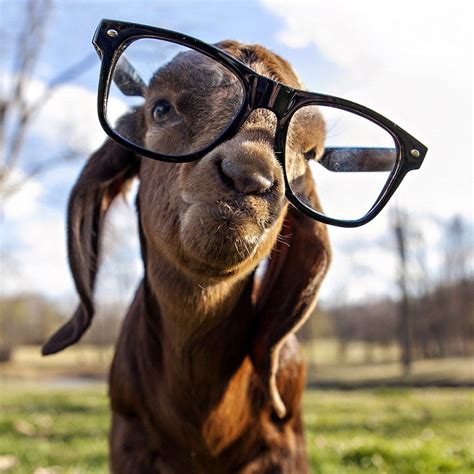 Goat With Glasses Goats Funny Cute Goats Baby Goats