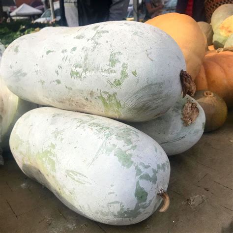 Produce Highlight: The Mysterious Winter Melon - Chico Certified ...