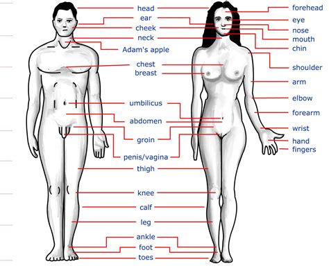 That means they've gone their entire lives without accepting their bodies and have wasted so much time wwd: human body part images male and female | Diabetes Inc.