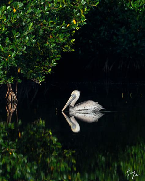 Florida Bird Photography By Constance Mier