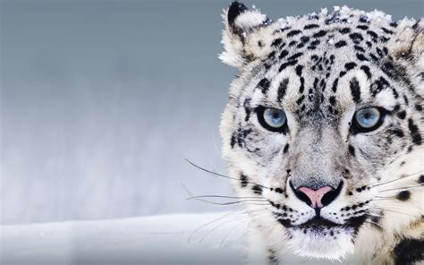 雪豹蓝眼睛 动物高品质壁纸预览