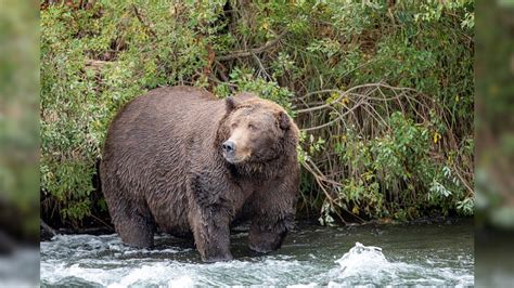 Hunter Killed In First Deadly Grizzly Bear Attack In Alaskas Largest Park