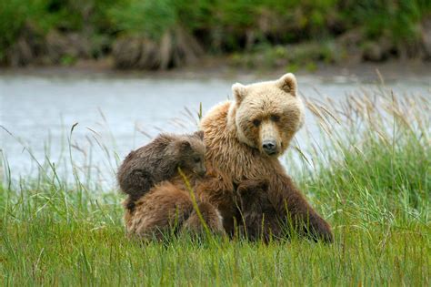Brown Bears In Lake Clark National Park Alaska Image Free Stock