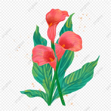Calla Lily Png Transparent Red Calla Lily Watercolor Flower Plant Leaf