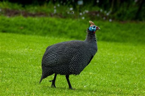 Raising Guinea Fowl 11 Must Know Tips Chickens And More