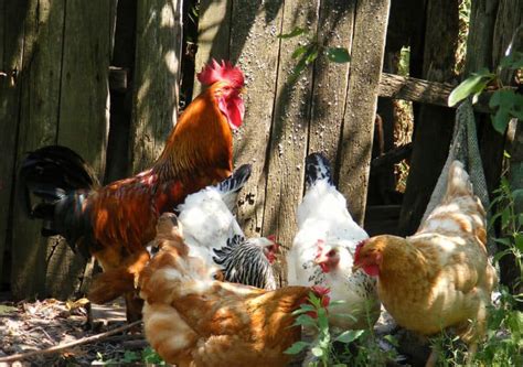 How Do Chickens Mate Mating Habits And Behaviors
