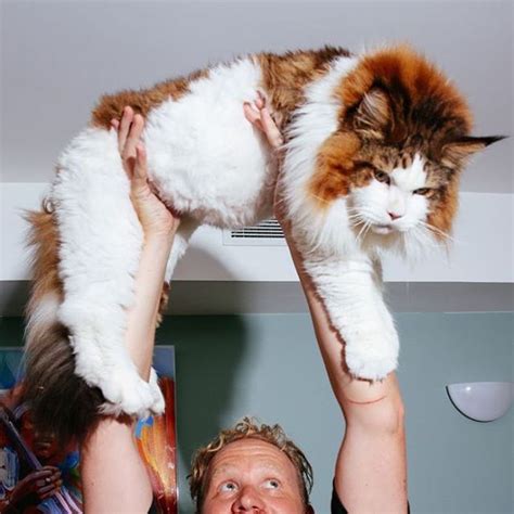 Has he always been an outdoor cat? Samson The Maine Coon is the Size of a Full Grown Bob Cat ...