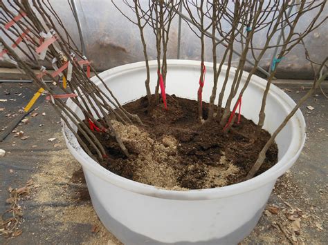 Bareroot tree production takes place in our nursery growing grounds alongside the feather river in the fertile sacramento valley of northern california. Trees That Please Nursery: Bare-Root Fruit Trees ...