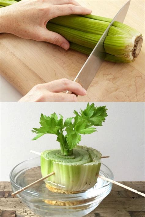 12 Best Veggies And Herbs To Regrow From Kitchen Scraps A Piece Of Rainbow