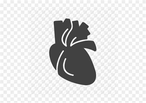 Cardiac Vector Heart Organ  Royalty Free Stock Human Heart Png