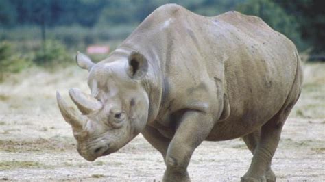 Stop Saying Rhinos Have Gone Extinct The Last Subspecies Died Off In