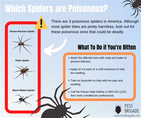Which Spiders Bite Humans Pest Brigade