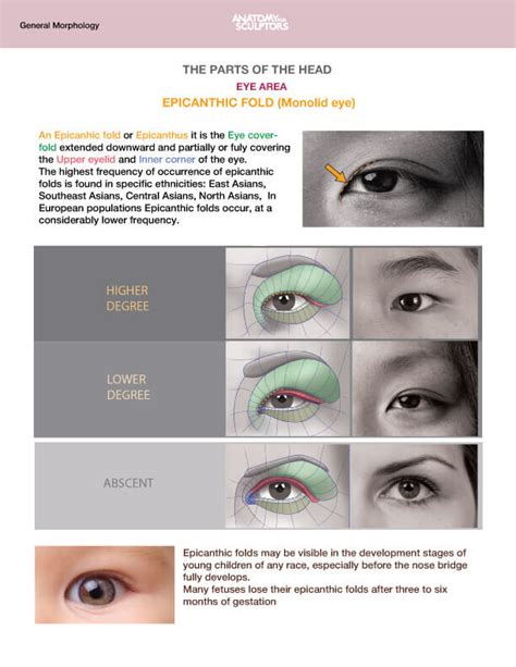 Anatomy For Sculptors The Epicanthic Fold Monolid Eye