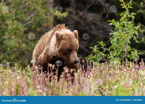 Brown Bear And Grizzly Bear On Meadows Stock Photo Image Of Meadows
